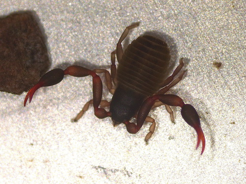 Representative image of Dactylochelifer