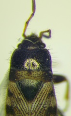 Pionosomus opacellus