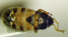 Pionosomus opacellus