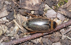 Lancetes lanceolatus