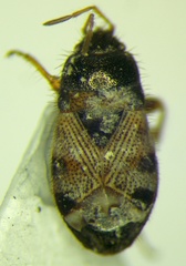 Pionosomus opacellus