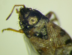 Pionosomus opacellus