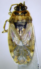 Platyplax salviae