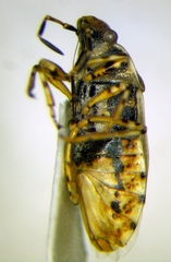 Platyplax salviae