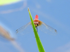 Aethriamanta nymphaeae