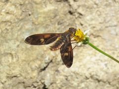 Poecilanthrax ingens