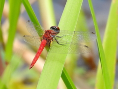 Aethriamanta nymphaeae