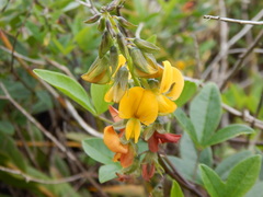Crotalaria vitellina