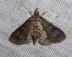 Niphograpta albiguttalis