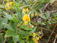 Crotalaria vitellina