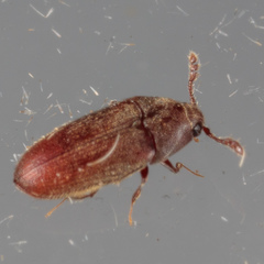 Trixagus chevrolati