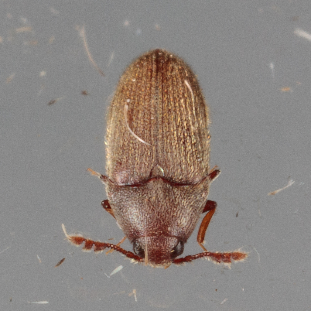 Trixagus chevrolati