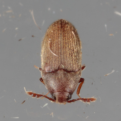 Trixagus chevrolati