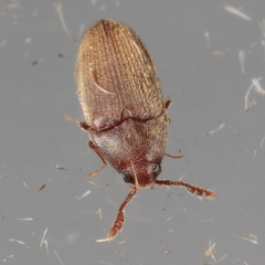 Trixagus chevrolati