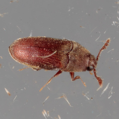Trixagus chevrolati