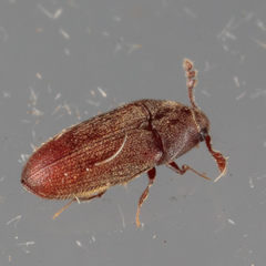 Trixagus chevrolati