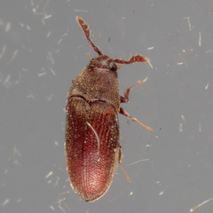 Trixagus chevrolati