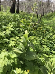 Veratrum viride eschscholtzianum