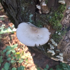 Pluteus cervinus