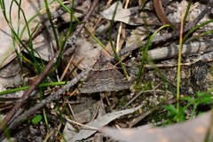 Dichromodes atrosignata