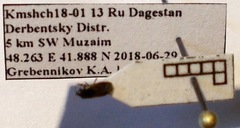 Plinthisus longicollis