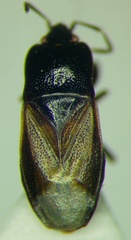 Plinthisus longicollis