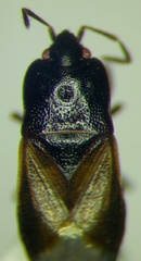 Plinthisus longicollis
