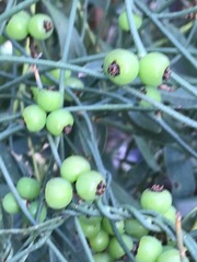 Cassytha pubescens