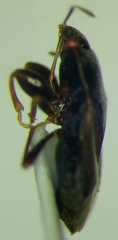 Plinthisus longicollis