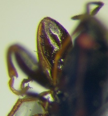 Plinthisus longicollis