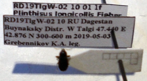 Plinthisus longicollis
