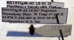 Plinthisus longicollis