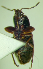 Plinthisus longicollis