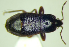 Plinthisus longicollis