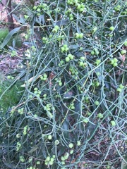 Cassytha pubescens