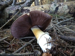 Agaricus smithianus