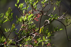 Amyema gaudichaudii