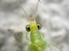 Chrysoperla pudica-group