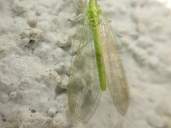 Chrysoperla pudica-group