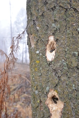 Dendrocopos major