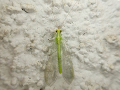 Chrysoperla pudica-group