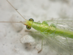 Chrysoperla pudica-group