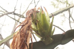 Selenicereus costaricensis