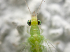 Chrysoperla pudica-group