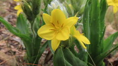 Hypoxis galpinii