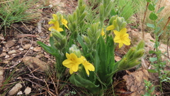 Hypoxis galpinii