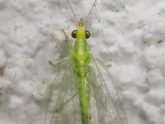 Chrysoperla pudica-group