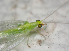 Chrysoperla pudica-group