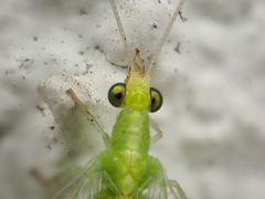 Chrysoperla pudica-group