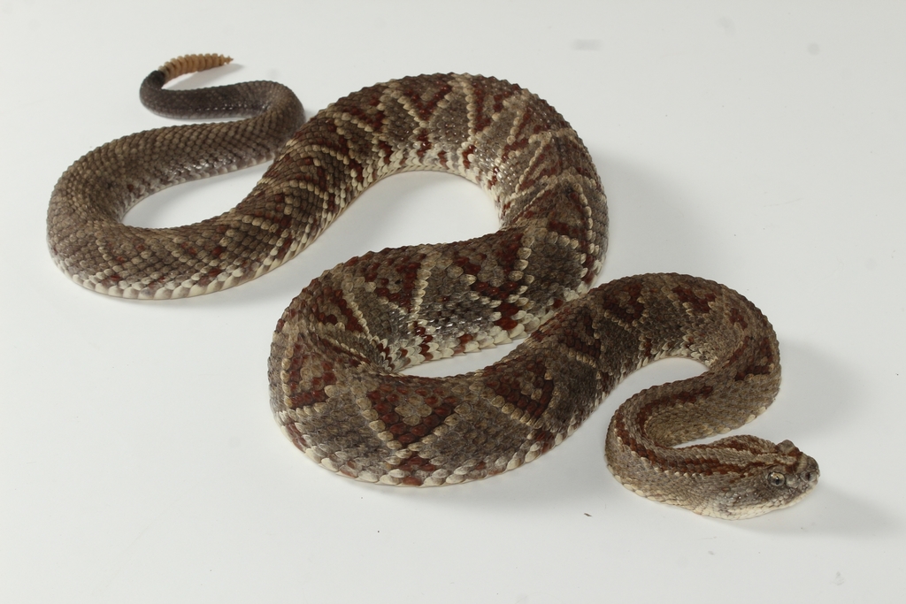 Yucatán Neotropical Rattlesnake in November 2020 by Pedro E. Nahuat ...